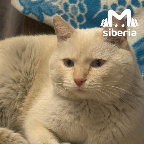 Пожарные спасли котика из горящей квартиры в Барнауле