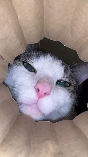     !   ,   