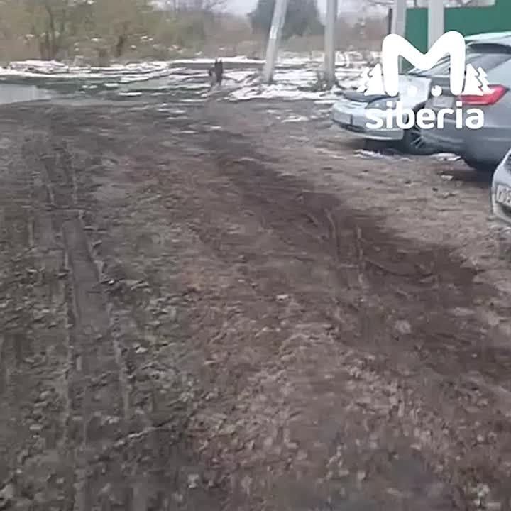 Аферист из Новосибирска взял трёх собак на перевоспитание и выбросил в Барнауле