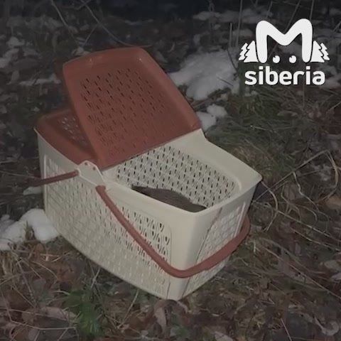 Волонтеры спасли водяного пастушка в Барнауле