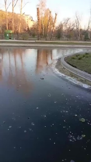 "Пруд деградирует". Посетители парка "Изумрудный" в Барнауле забросали водоем камнями, что крайне негативно сказывается на его состоянии