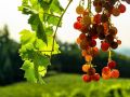 Почему ваш виноград не цветет? Узнайте основные причины и решения