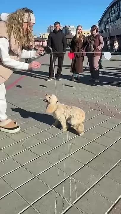 Вы посмотрите на эту умную собачку