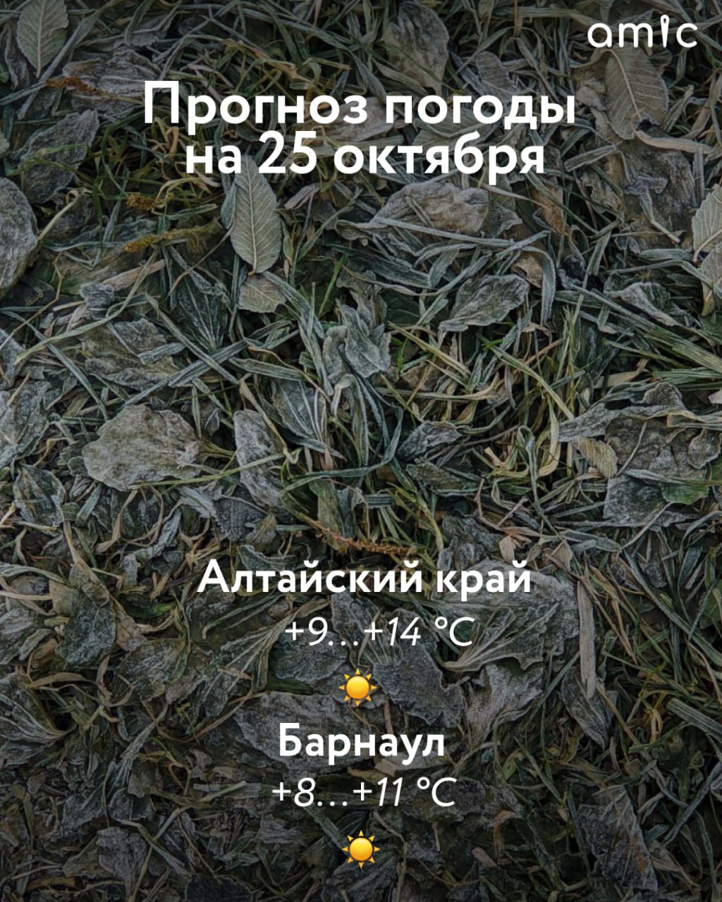 Доброе утро! О погоде в Алтайском крае 24 октября