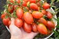 Томат Леденец: как достичь урожая мечты с этим сортом