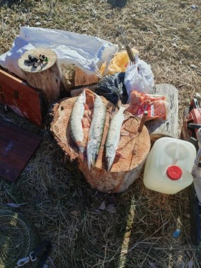 Рыбаки Алтайского края хвастаются хищными трофеями