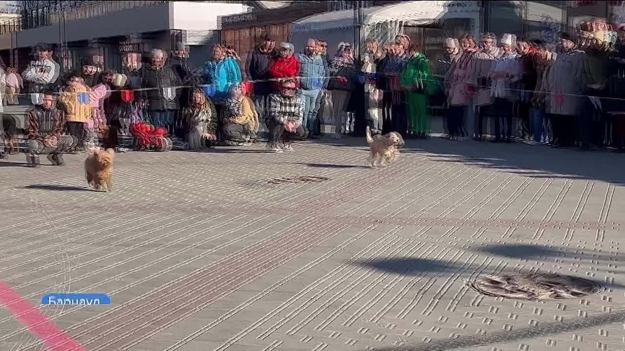 Приют «Ласка» устроил дог-шоу «Я и моя собака»
