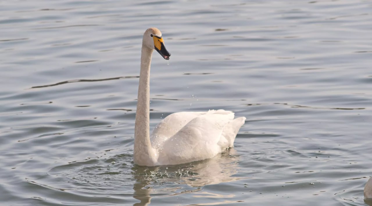 В посёлке Молодёжный замечены первые лебеди-разведчики