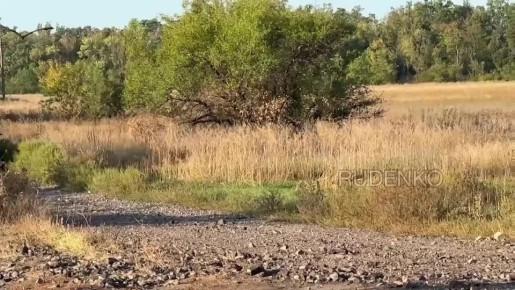 Андрей Руденко: Расчёт РСЗО «Град» алейского гвардейского соединения группировки «Центр» уничтожил цели противника на Красноармейском направлении СВО, сорвав ротацию