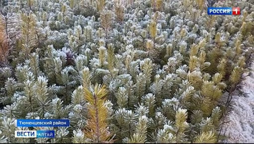 В Тюменцевском районе успешно выращивают сеянцы сосны и ели с закрытой корневой системой