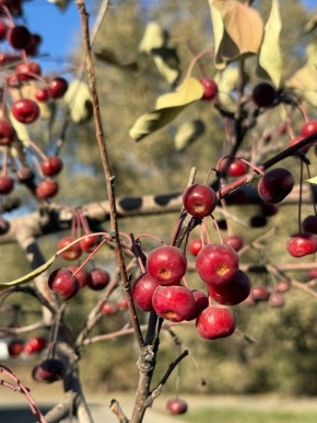 Всем доброе утро!. Октябрь нам подарит еще три теплых дня