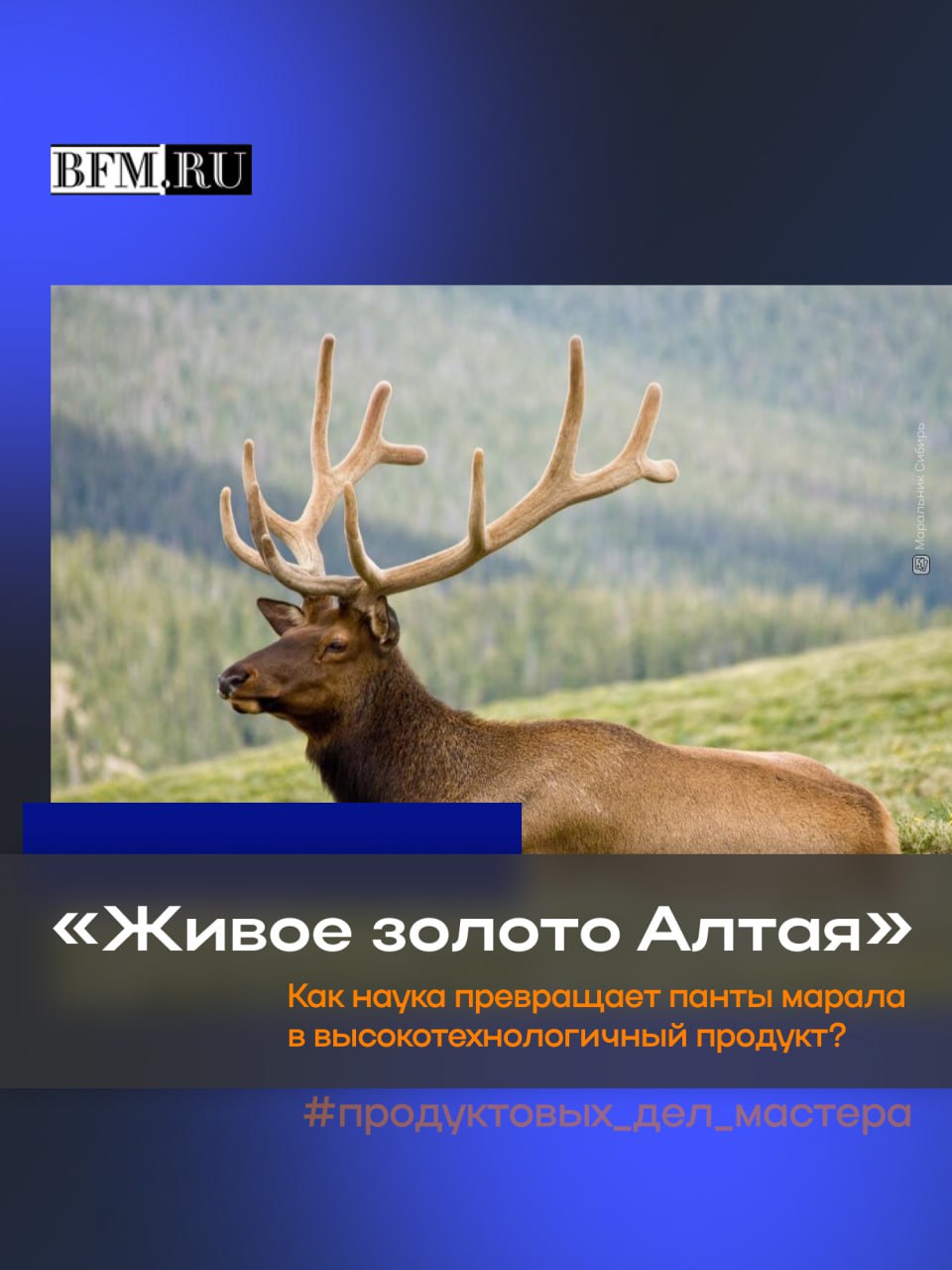 Панты марала — один из главных брендов Алтая