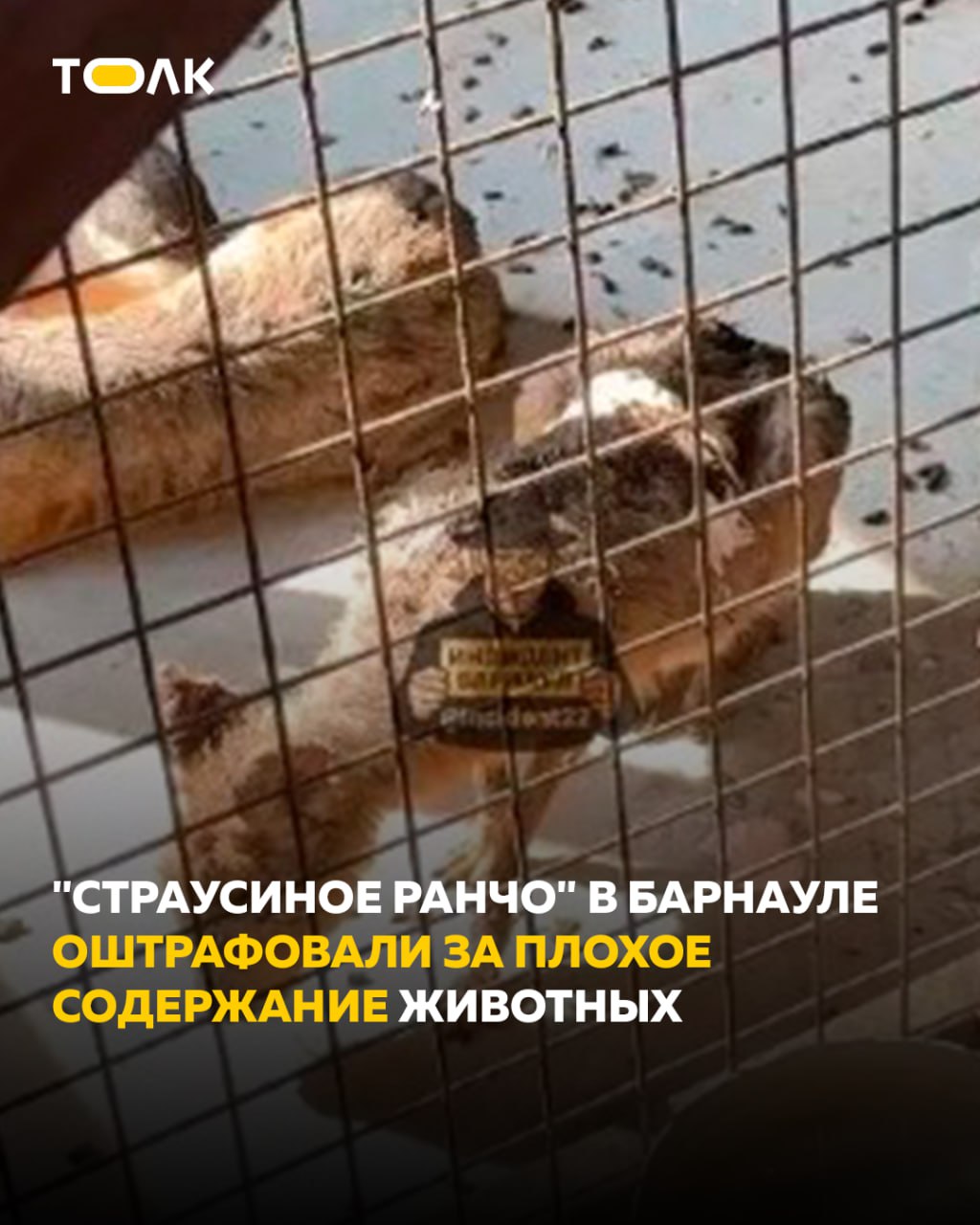 "Страусиное ранчо" в Барнауле оштрафовали после жалоб на жуткие условия для животных