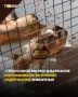 "Страусиное ранчо" в Барнауле оштрафовали после жалоб на жуткие условия для животных