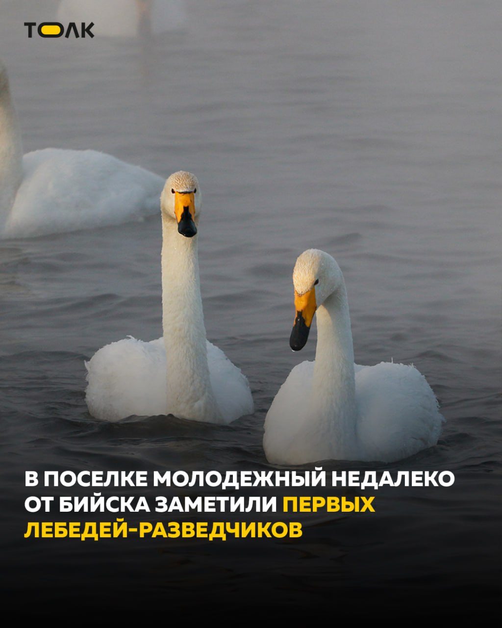 Лебеди-разведчики прилетели проверить обстановку в поселке Молодежном