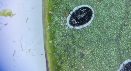 Переносчика более сотни вирусов выявили в горшечных цветах в Алтайском крае