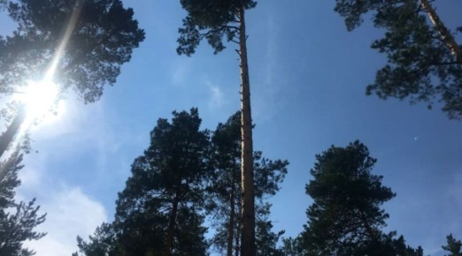 Сегодня и в ближайшие дни в Бийске пройдут взрывотехнические мероприятия