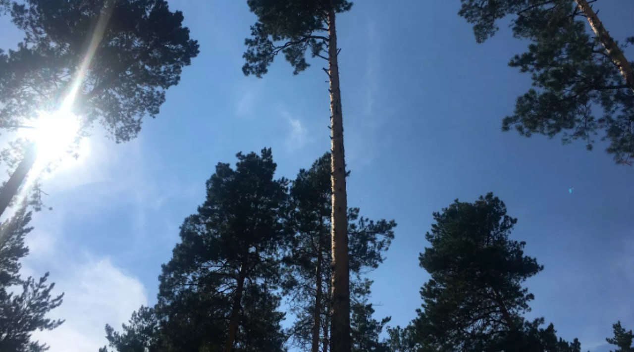 Сегодня и в ближайшие дни в Бийске пройдут взрывотехнические мероприятия
