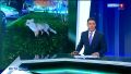 В Барнауле заметили лису, которая гуляет в окрестностях речного вокзала и Нагорного парка