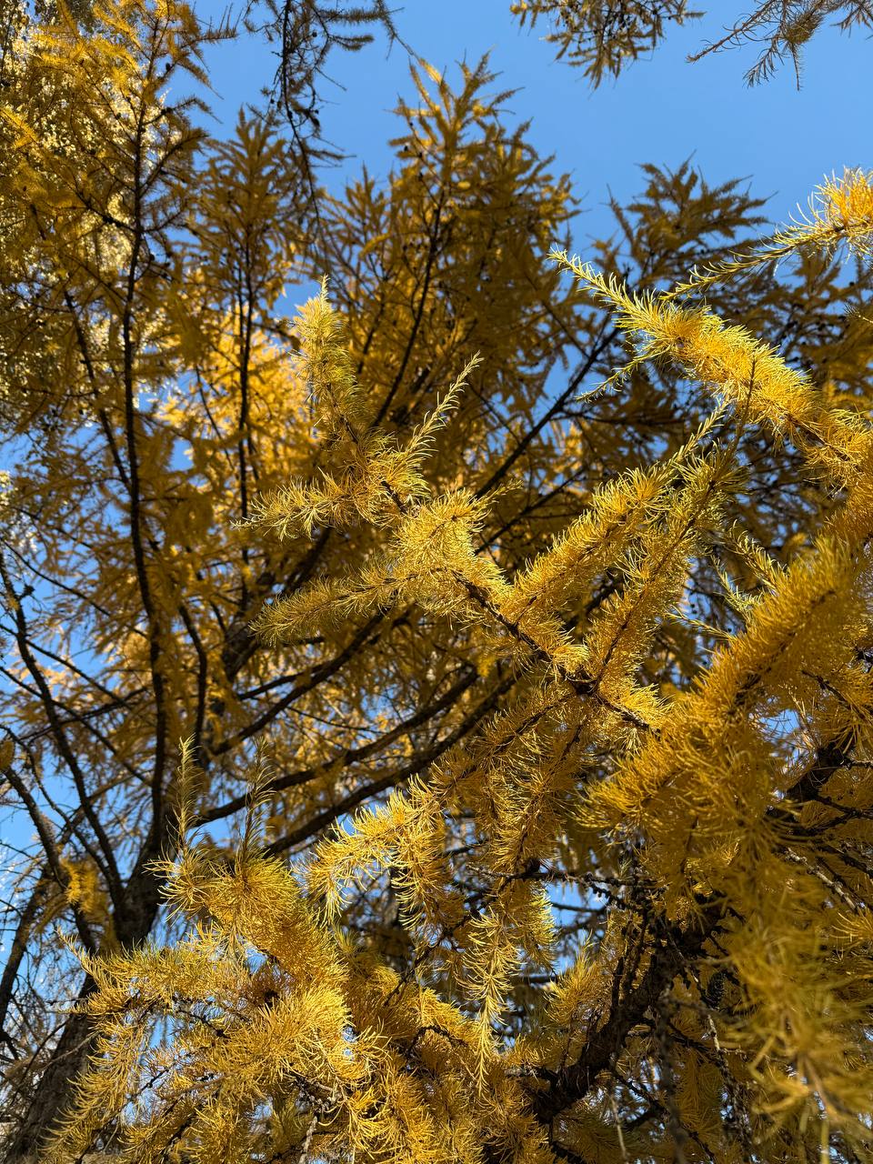 Конец октября продолжает баловать нас теплой погодой! Конец октября продолжает баловать нас теплой погодой!