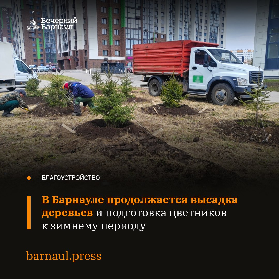 Около домов №21–25 на улице Христенко в Барнауле высадили десять елей, а в сквере Пушкина — пять, ещё три рябины теперь растут в сквере Героев Сталинградской битвы