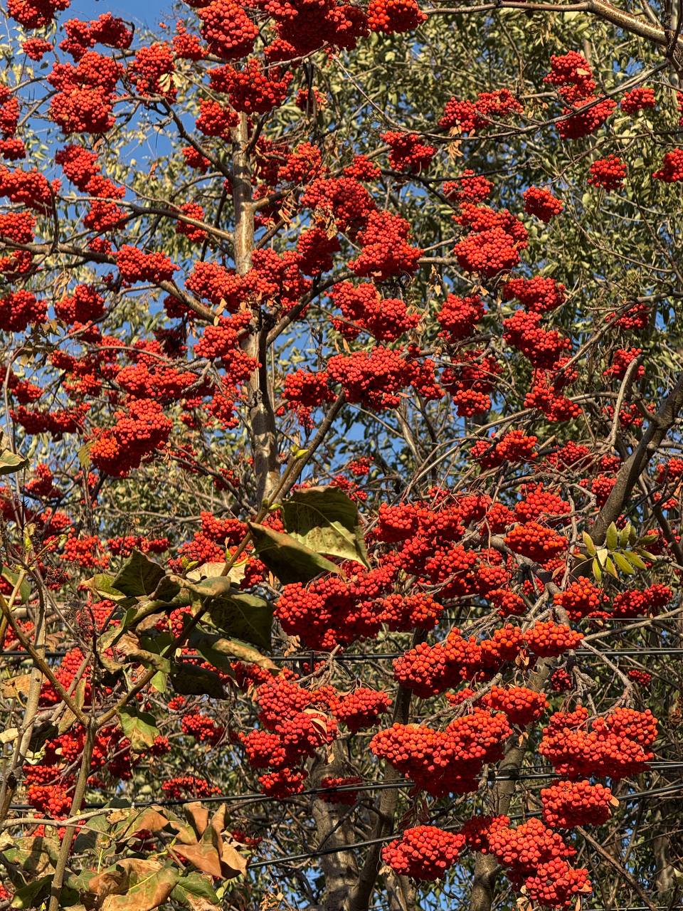 Конец октября продолжает баловать нас теплой погодой! Конец октября продолжает баловать нас теплой погодой!