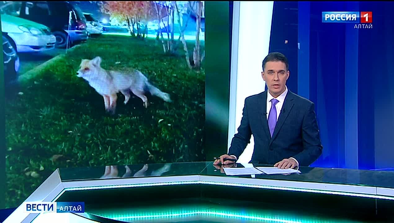 В Барнауле заметили лису, которая гуляет в окрестностях речного вокзала и Нагорного парка