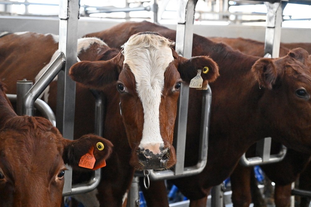 Два легендарных сельхозпредприятия Алтайского края отметили свои юбилеи Два легендарных сельхозпредприятия Алтайского края отметили свои юбилеи