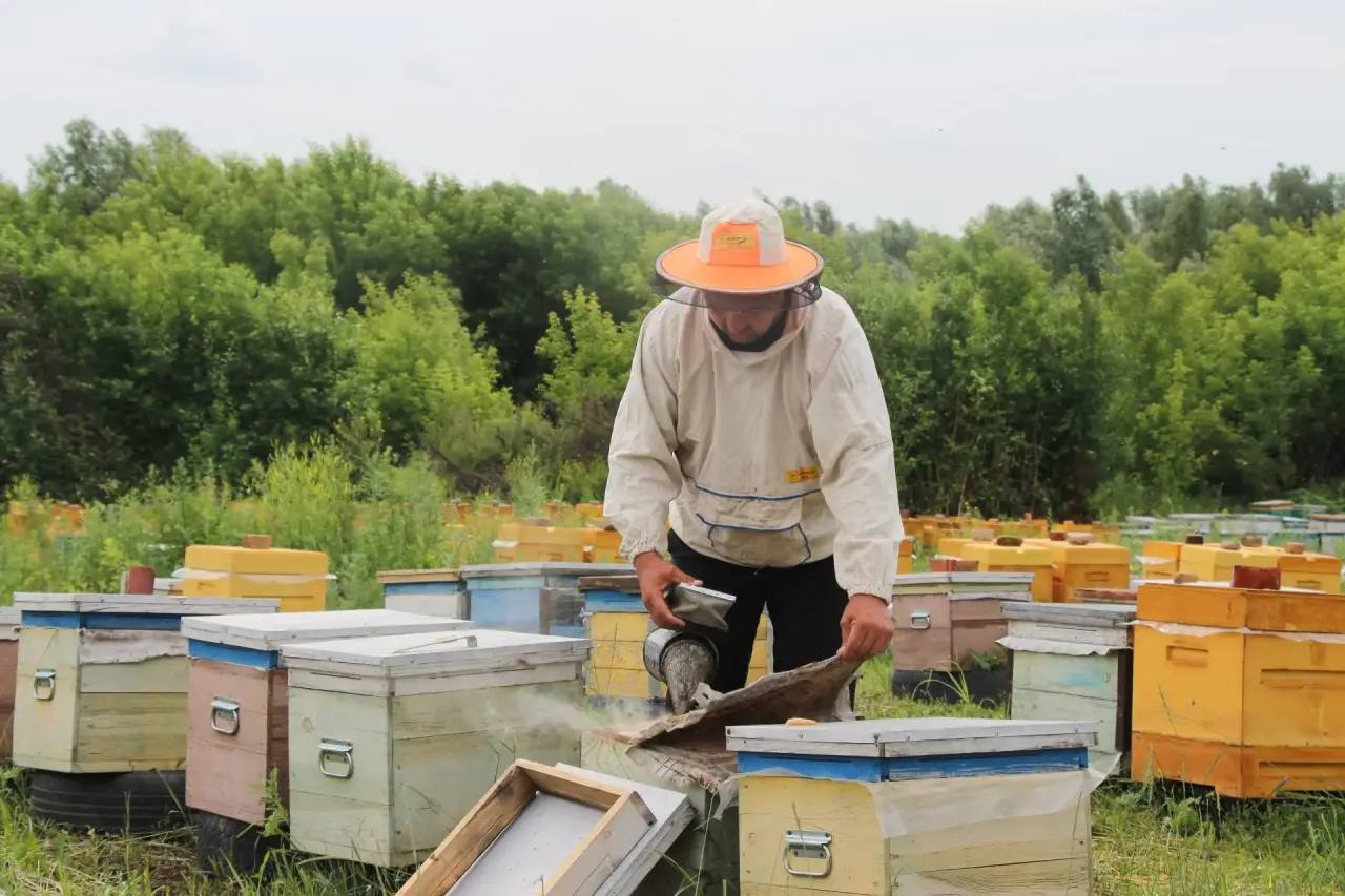 Виктор Томенко: В нашем Алтайском крае, лидирующем среди регионов России по производству товарного мёда, продолжается подготовка к всероссийскому «Апифоруму Алтай 2025» Виктор Томенко: В нашем Алтайском крае, лидирующем среди регионов России по производству товарного мёда, продолжается подготовка к всероссийскому «Апифоруму Алтай 2025»