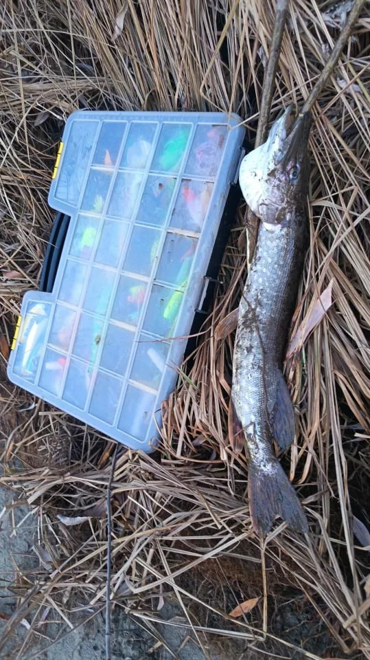 Алтайские рыбаки продолжают хвастаться уловом Алтайские рыбаки продолжают хвастаться уловом