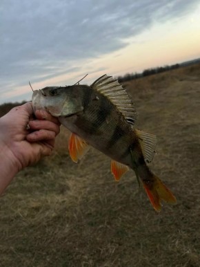 Алтайские рыбаки продолжают хвастаться уловом