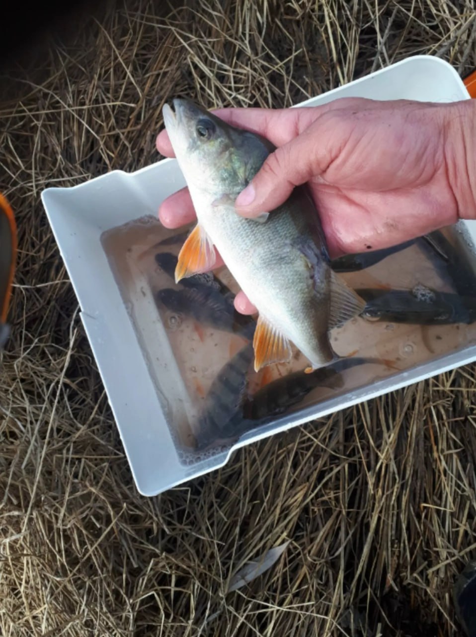 Алтайские рыбаки продолжают хвастаться уловом Алтайские рыбаки продолжают хвастаться уловом