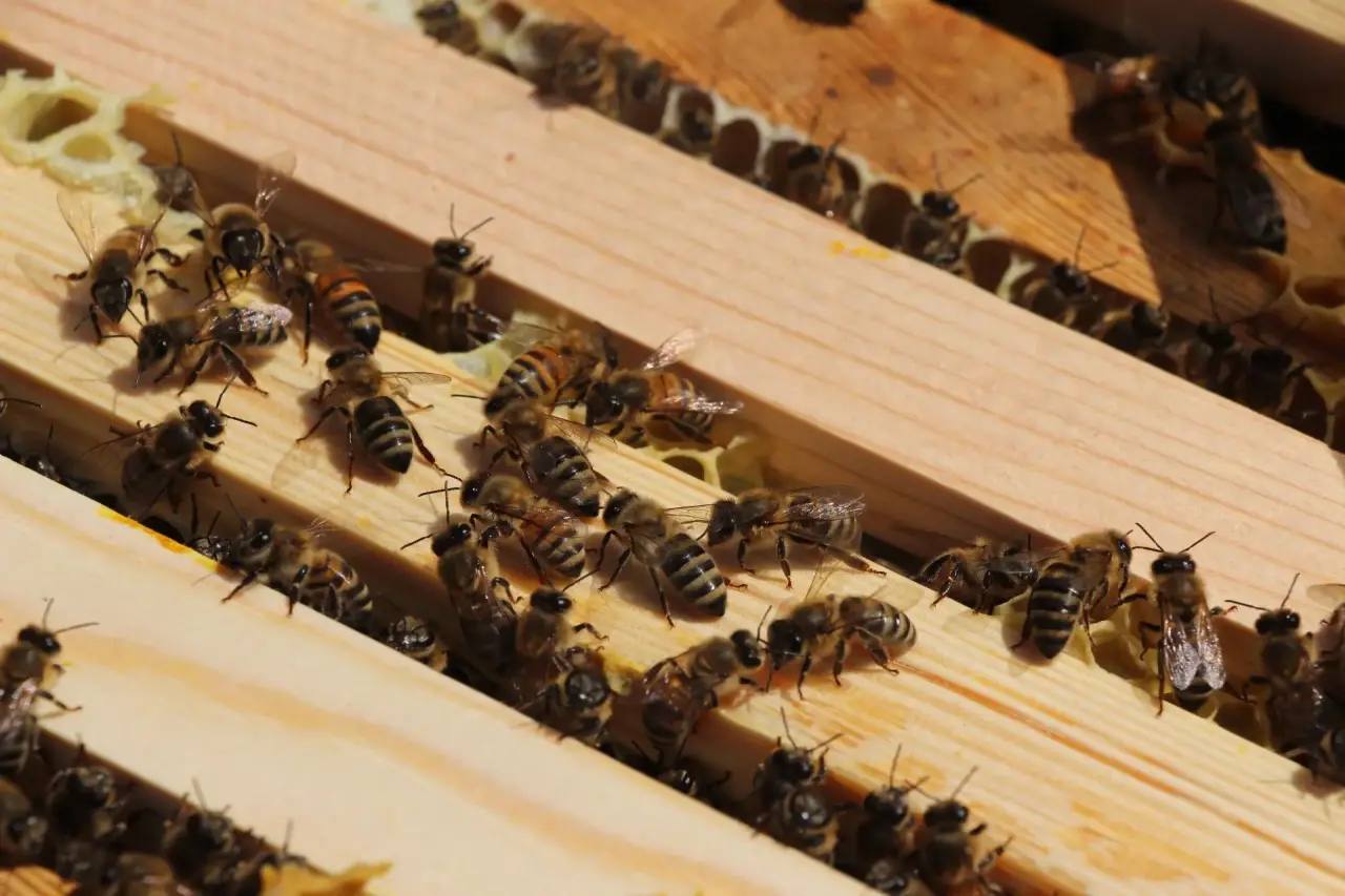 Виктор Томенко: В нашем Алтайском крае, лидирующем среди регионов России по производству товарного мёда, продолжается подготовка к всероссийскому «Апифоруму Алтай 2025» Виктор Томенко: В нашем Алтайском крае, лидирующем среди регионов России по производству товарного мёда, продолжается подготовка к всероссийскому «Апифоруму Алтай 2025»