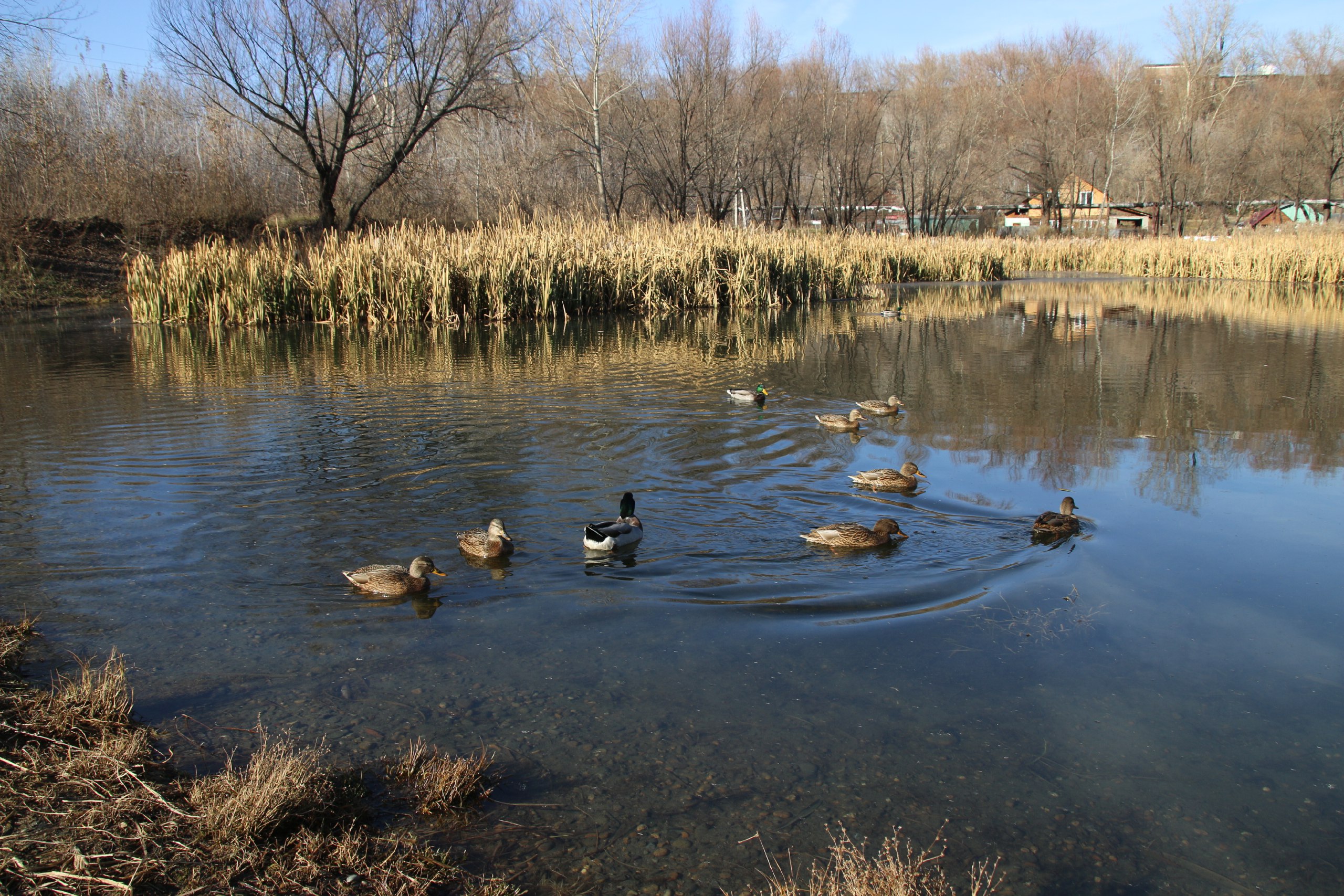 Важный этап для любимого многими бийчанами озера