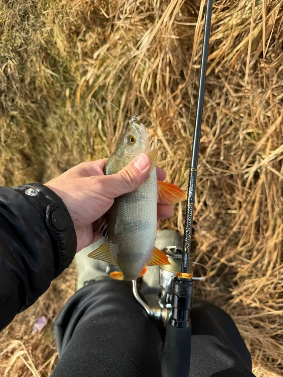 Алтайские рыбаки продолжают хвастаться уловом Алтайские рыбаки продолжают хвастаться уловом