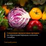 Сегодня, 1 ноября, во всех районах Барнаула состоятся продовольственные ярмарки выходного дня