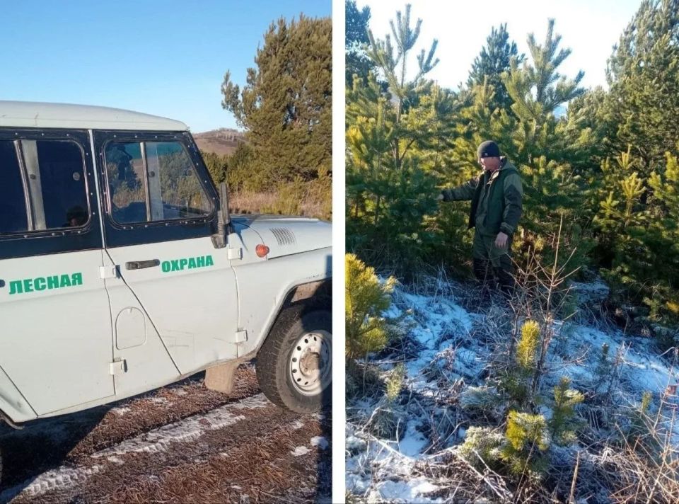 В Алтайском крае усилена охрана деревьев хвойных пород в предновогодний период