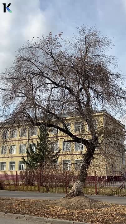 Сильный порывистый ветер в Барнауле