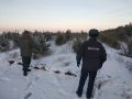 В Алтайском крае охраняют хвойные деревья перед Новым годом
