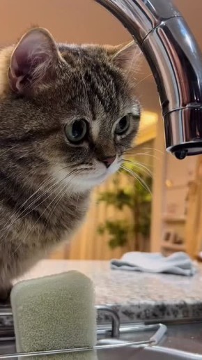 «Что за магия», – думает котик