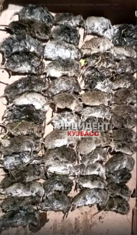 В Кузбассе нашествие мышей