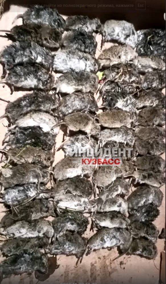 В Кузбассе нашествие мышей