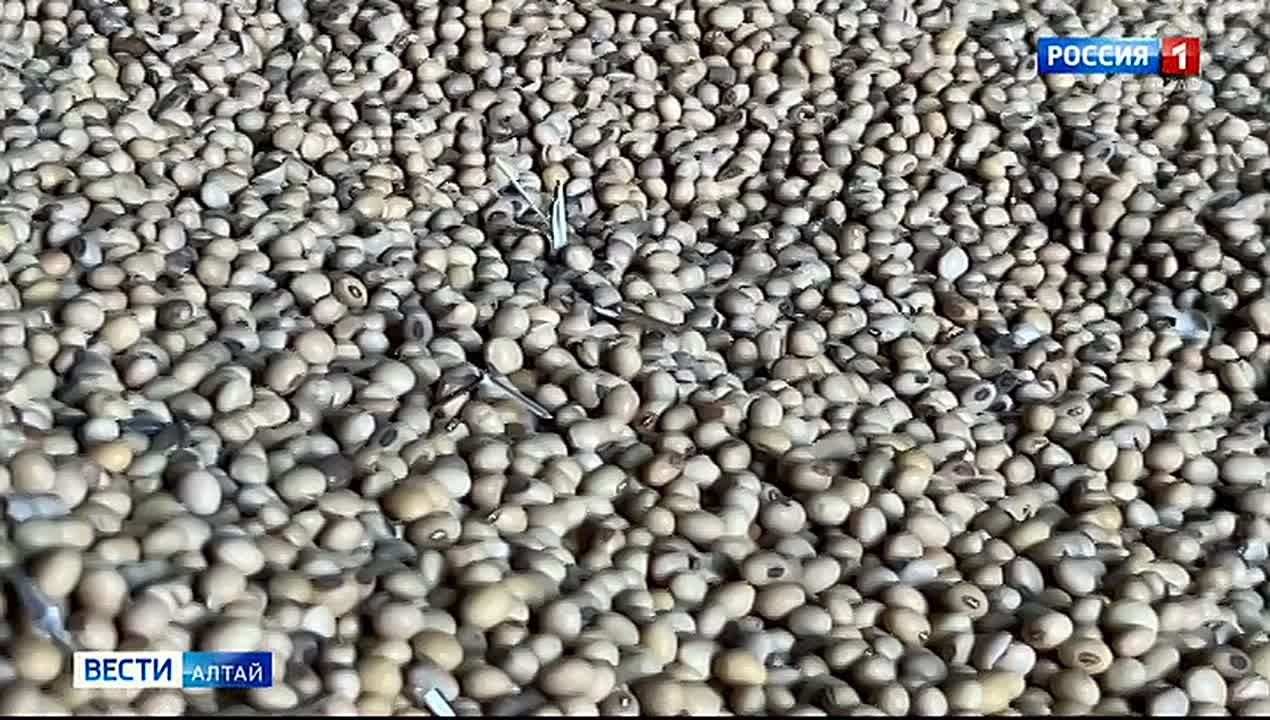 В этом году жители Алтайского края заключили почти 5,5 тысяч социальных контрактов