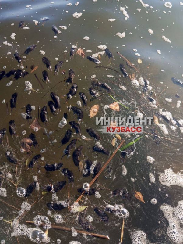 В Кузбассе нашествие мышей В Кузбассе нашествие мышей