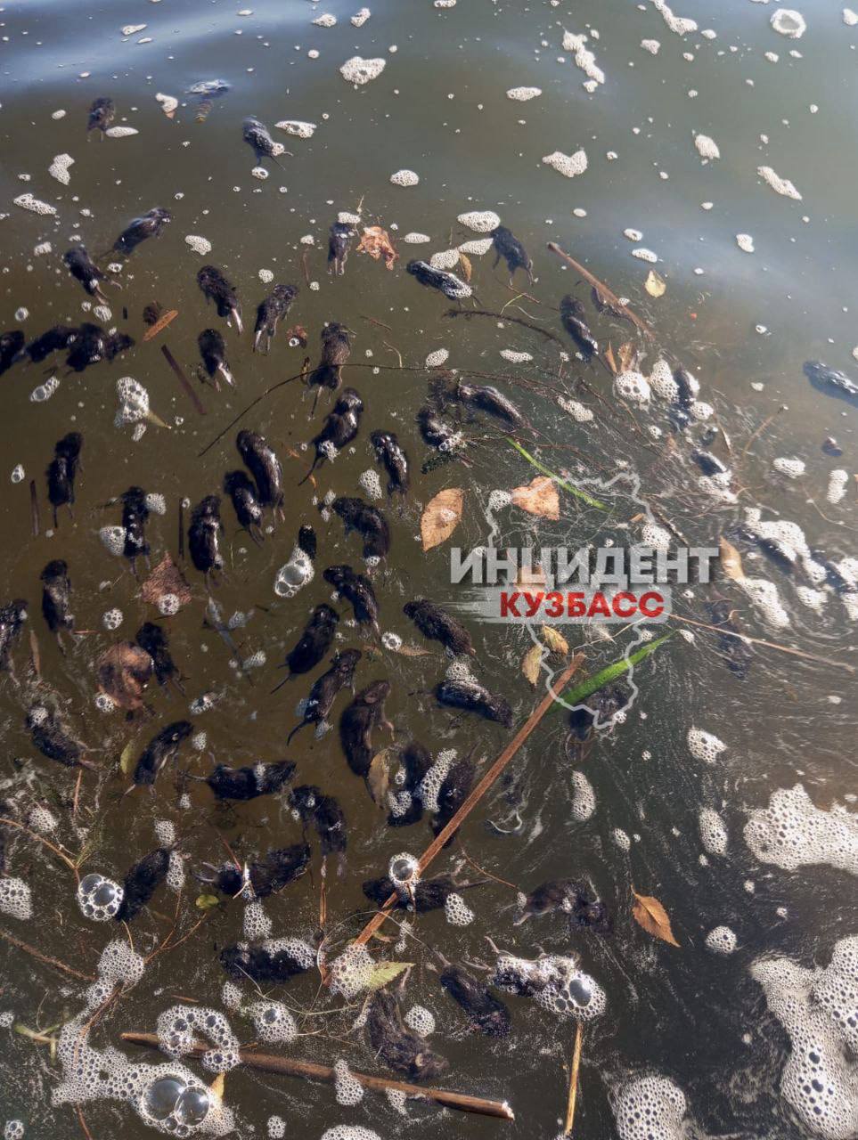 В Кузбассе нашествие мышей В Кузбассе нашествие мышей