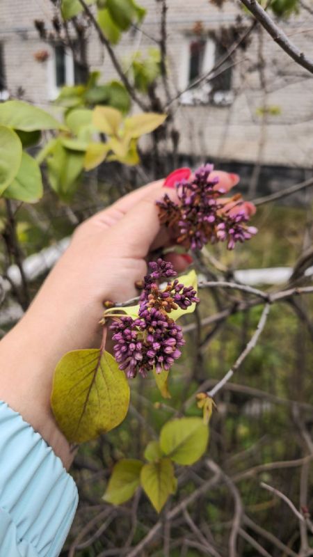 В Горно-Алтайске неожиданно зацвела сирень в начале ноября