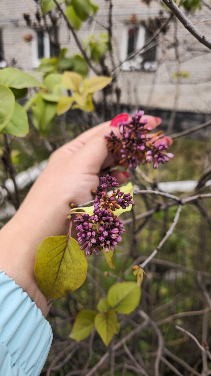 В Горно-Алтайске неожиданно зацвела сирень в начале ноября