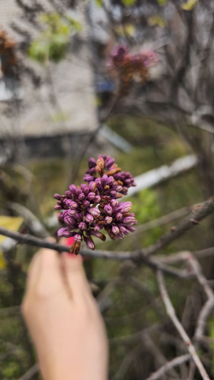 В Горно-Алтайске неожиданно зацвела сирень в начале ноября В Горно-Алтайске неожиданно зацвела сирень в начале ноября