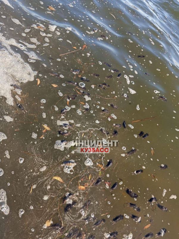 В Кузбассе нашествие мышей В Кузбассе нашествие мышей