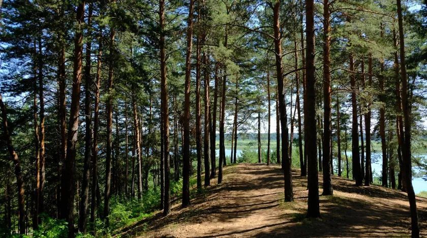 Состояние лесов, которые расположены на территории Бийска, обсудили на заседании Думы города